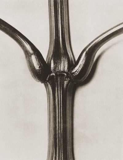 Impatiens glandulifera, 1929 de Karl Blossfeldt